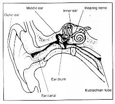 anatomy of the ear