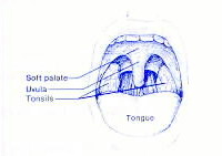 tonsils