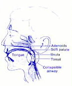 tonsils